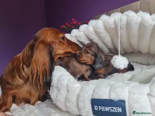 Miniature Dachshund dogs Long-Haired Dachshund puppies - Advert 16