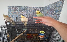 Parrots birds for sale: 4 sweet parrots - not sold separately. - Image 11
