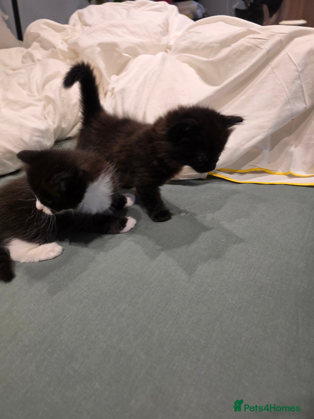 British Longhair cats for sale: 7 kittens boys and girls. British longhair cross  - Image 34