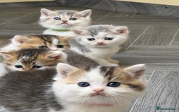 British Shorthair cats for sale: BSH tri- colour golden/blue/white kittens TICA - Image 16