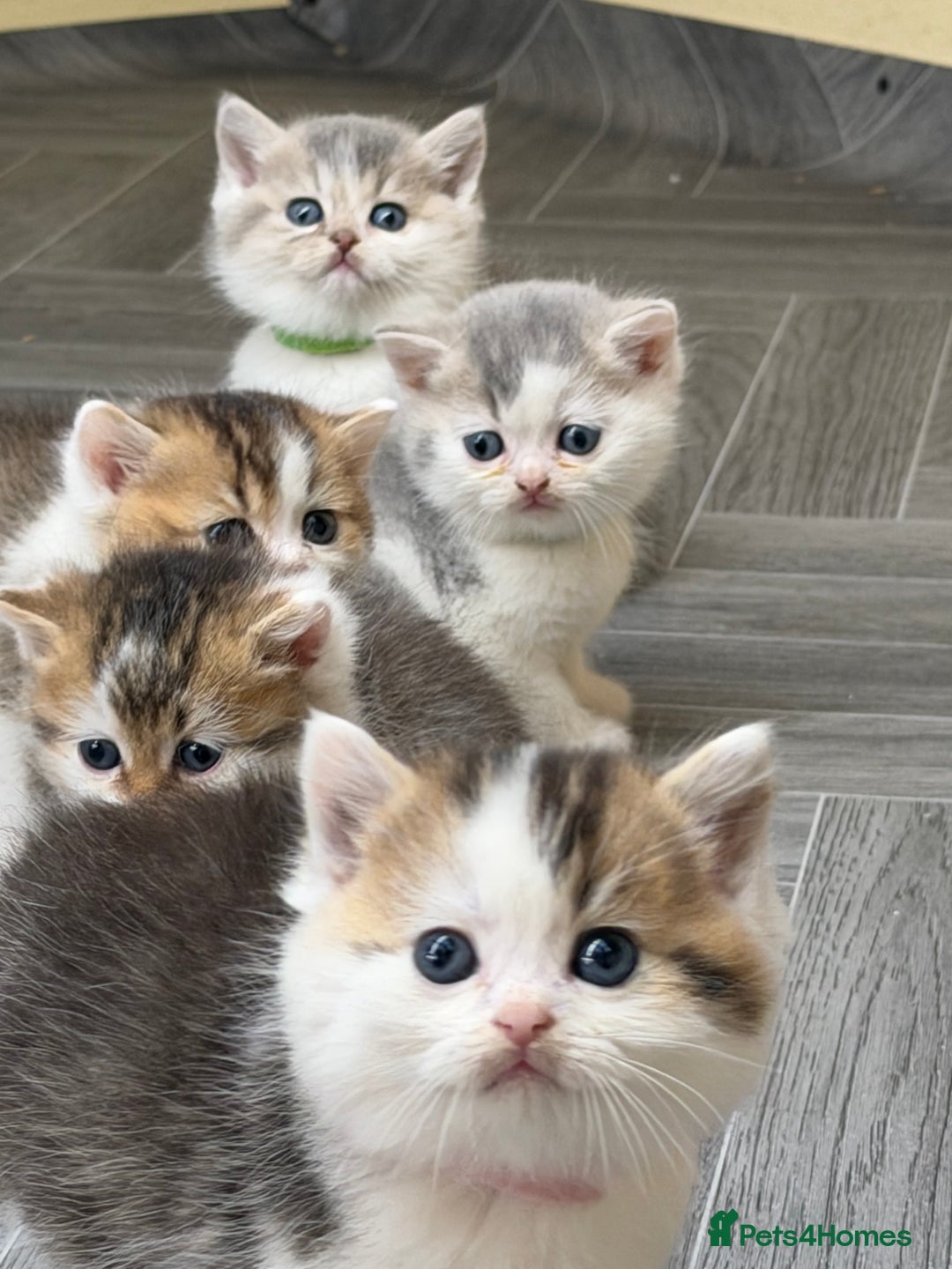British Shorthair cats for sale: BSH tri- colour golden/blue/white kittens TICA - Image 16