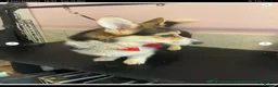 Welsh Corgi Pembroke dogs for sale: Beautiful Pembroke boy for sale  - Advert 2