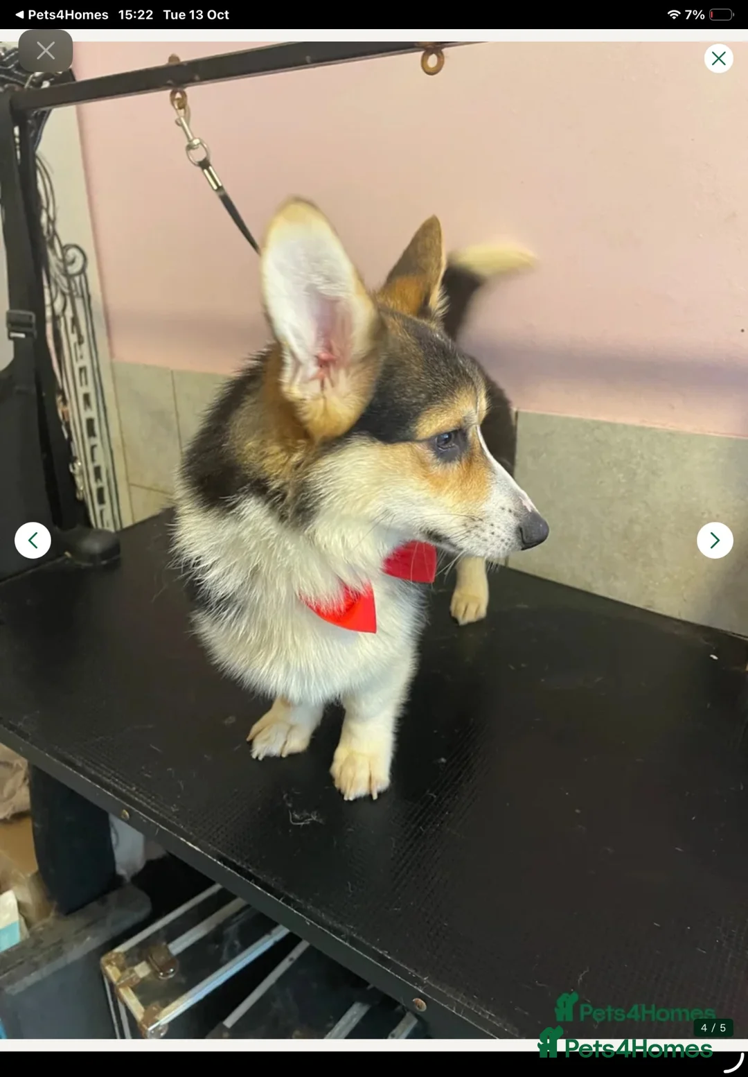 Welsh Corgi Pembroke dogs for sale: Beautiful Pembroke boy for sale  - Advert 2