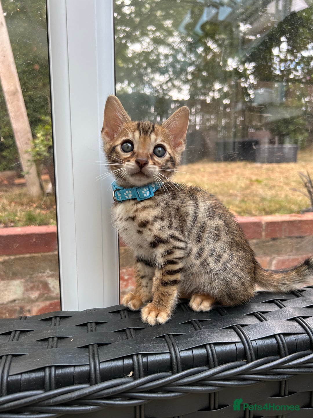 Bengal cats for sale: Gorgeous Pure Bengal Kittens Ready To Go! ❤️ - Image 35