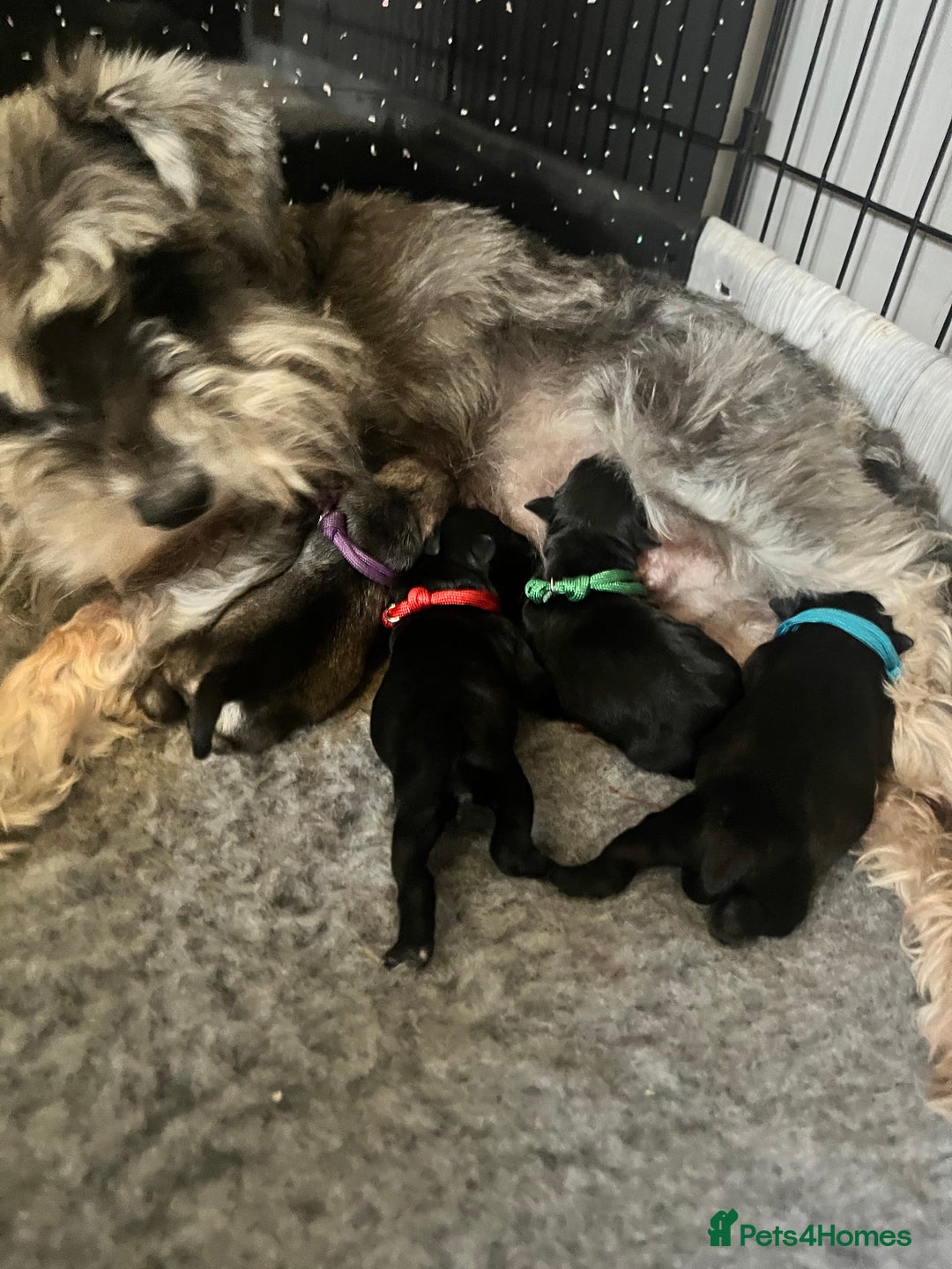 Miniature Schnauzer dogs for sale: Adorable Miniature Schnauzers - Image 2