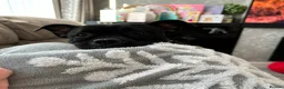 Staffordshire Bull Terrier dogs for sale: Re homing our beautiful staffy - Advert 3
