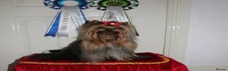 Yorkshire Terrier dogs for sale: Beautiful Yorkshire Terrier puppies 1boy 1girl  - Advert 12