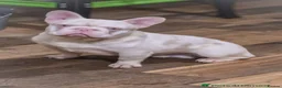 French Bulldog dogs for sale: French bull dog  - Advert 3
