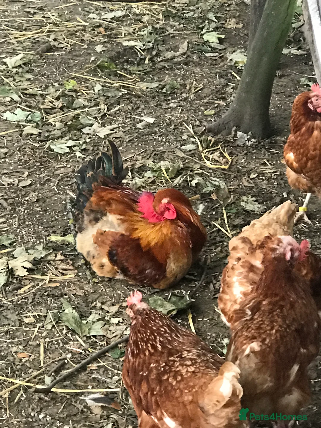 Chickens poultry for sale: 25 chickens 3 roosters  - Advert 2