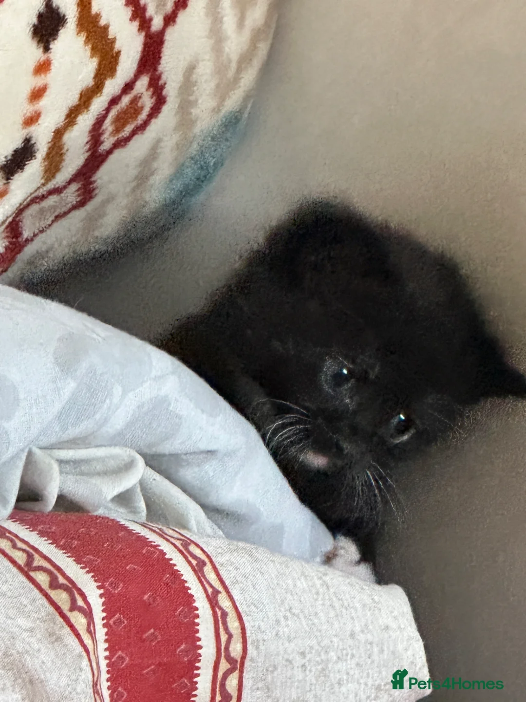 Mixed Breed cats for sale: Mixed British Shorthair Kittens in Feltham - Advert 12