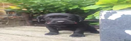 Labrador Retriever dogs for sale: Labrador Puppies  - Advert 5