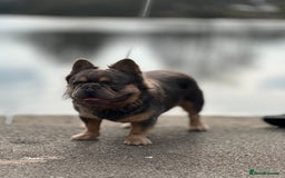French Bulldog dogs for sale: 🏆KC Reg Blue French Bulldog Puppies – Fluffy - Image 10