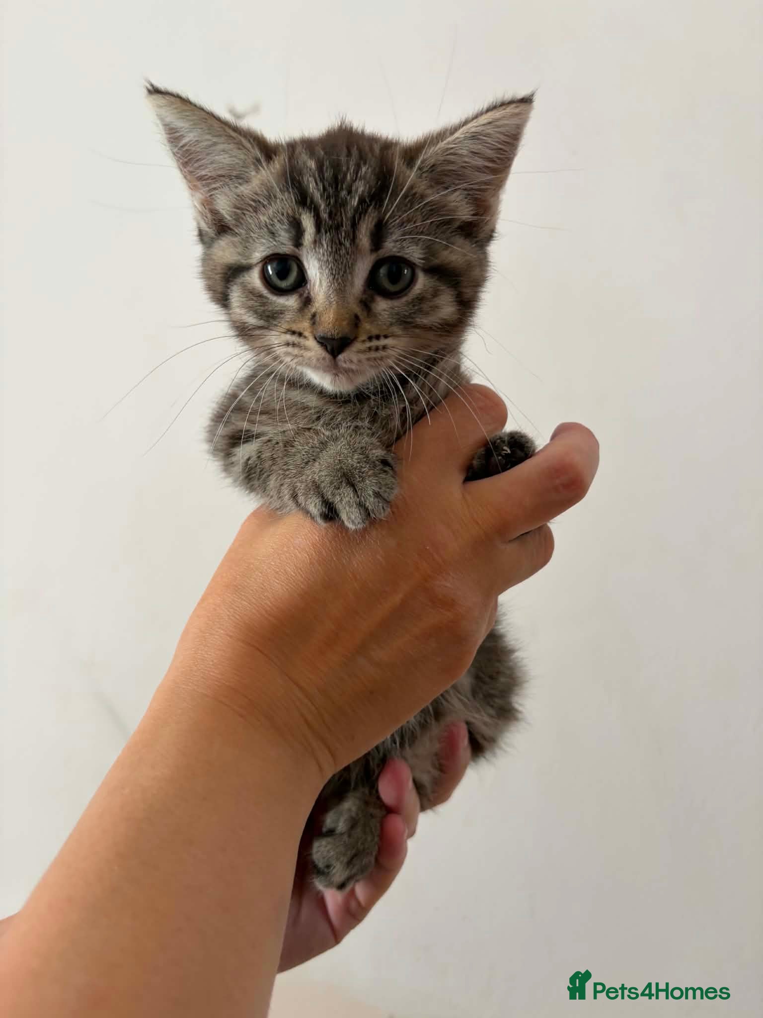 Mixed Breed cats Tabby and tortie kittens - Advert 18