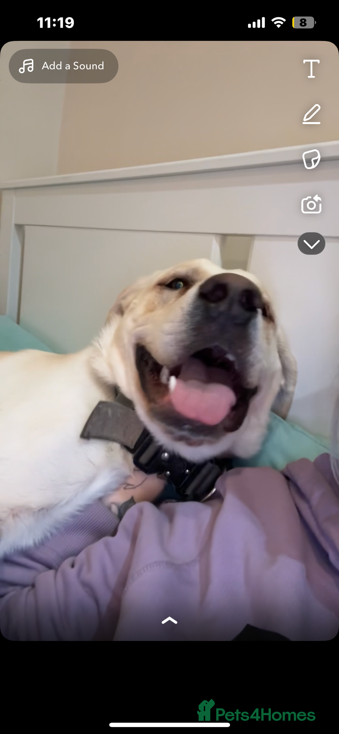 Mixed Breed dogs for sale: Marley for sale - Advert 5