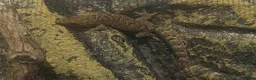 Gecko reptiles for sale: Mourning Geckos - Advert 7