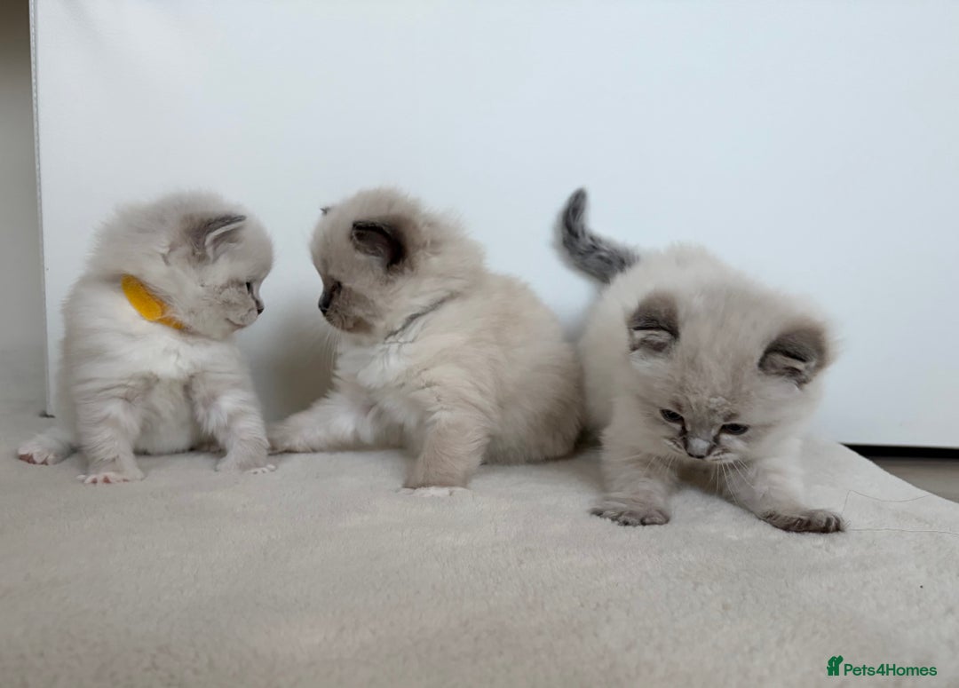 Ragdoll cats for sale: 🐾 Stunning Litter of Ragdoll Kittens - Advert 4