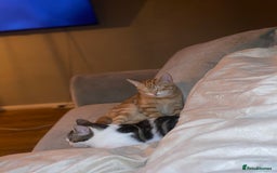British Shorthair cats for sale: Two kittens  - Image 3