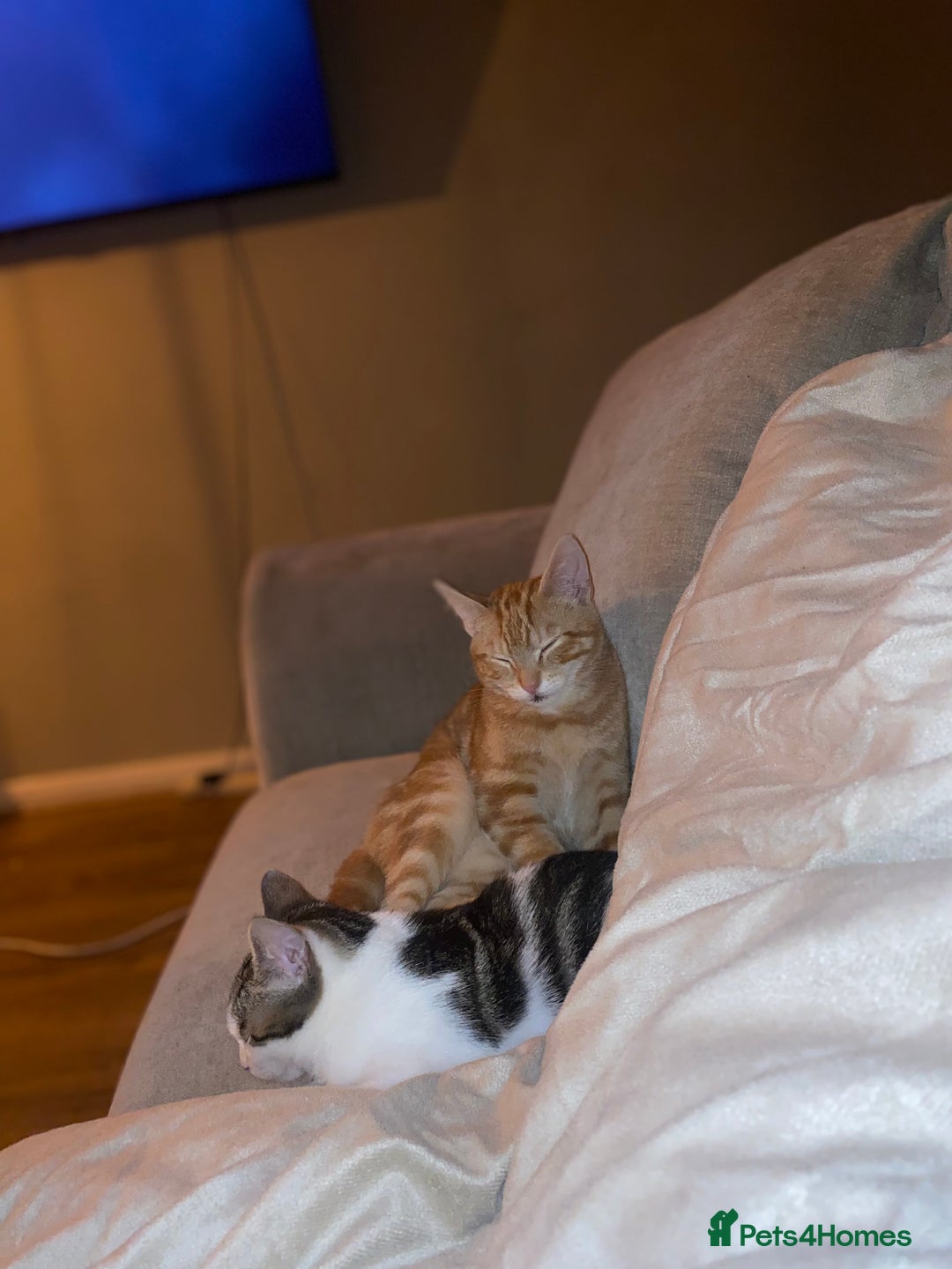 British Shorthair cats for sale: Two kittens  - Image 3