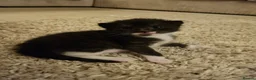 Mixed Breed cats for sale: Last little kitten looking for her home. in Rotherham - Advert 11
