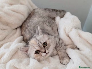 Exotic cats Stunning pedigree girl - ready to go! - Advert 10