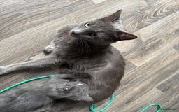 British Shorthair cats for sale: Kitten for sale - Image 2