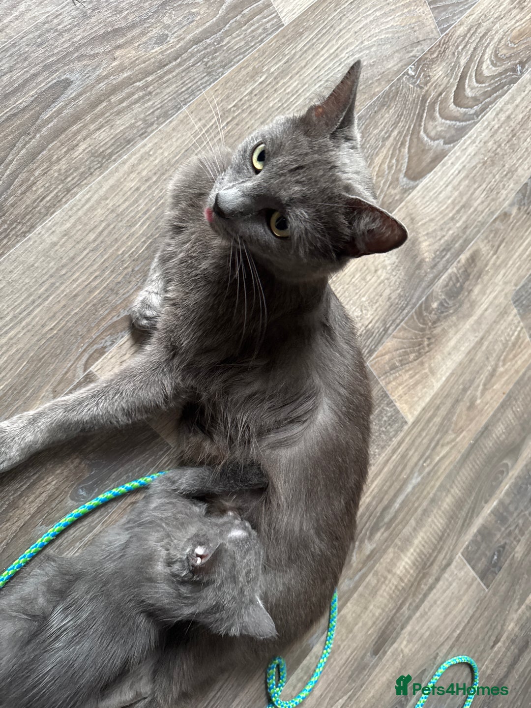 British Shorthair cats for sale: Kitten for sale - Image 2