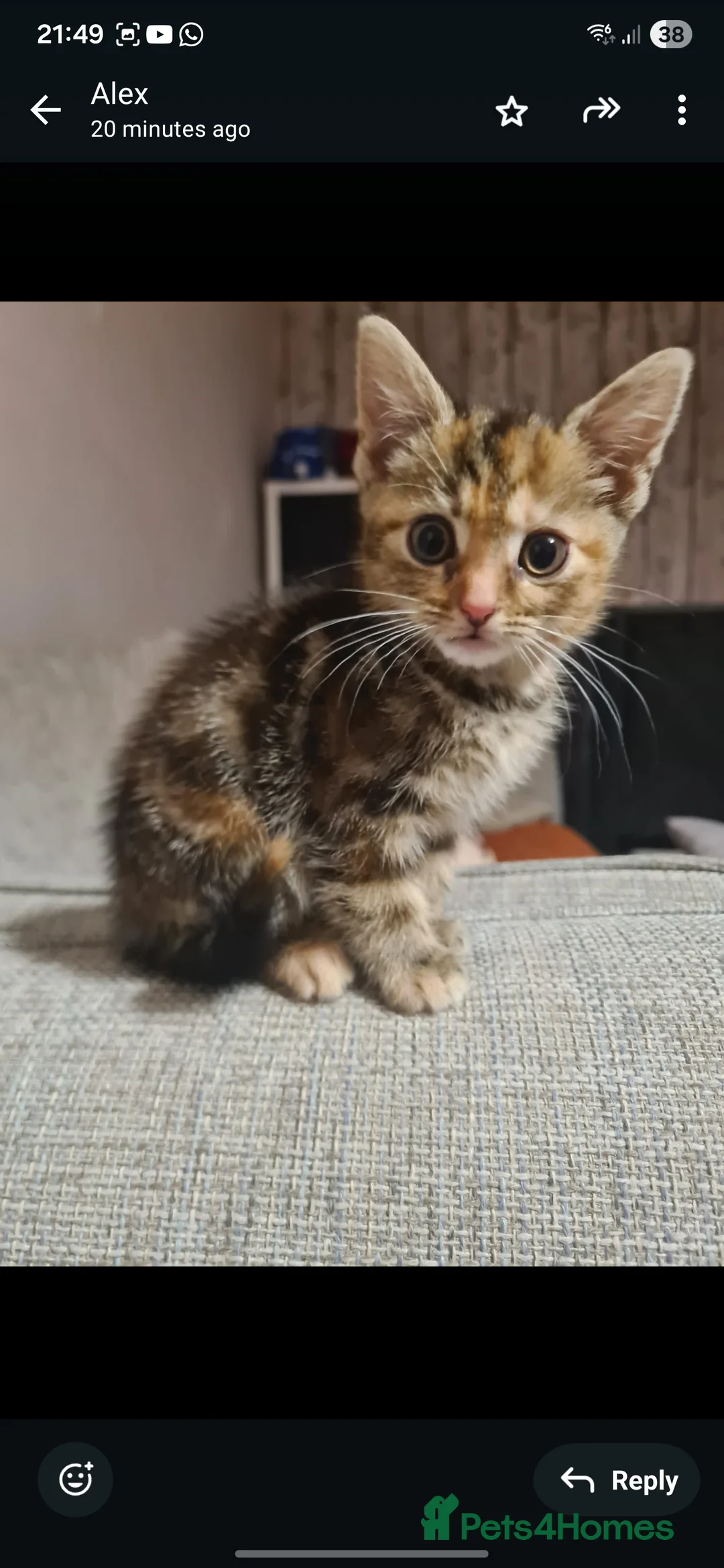 Mixed Breed cats for sale: 10 week old kittens (ready by 5th march) - Advert 28