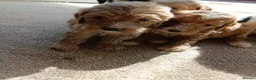 Cockapoo dogs for sale: Cockapoos in Stourport-on-Severn - Advert 2