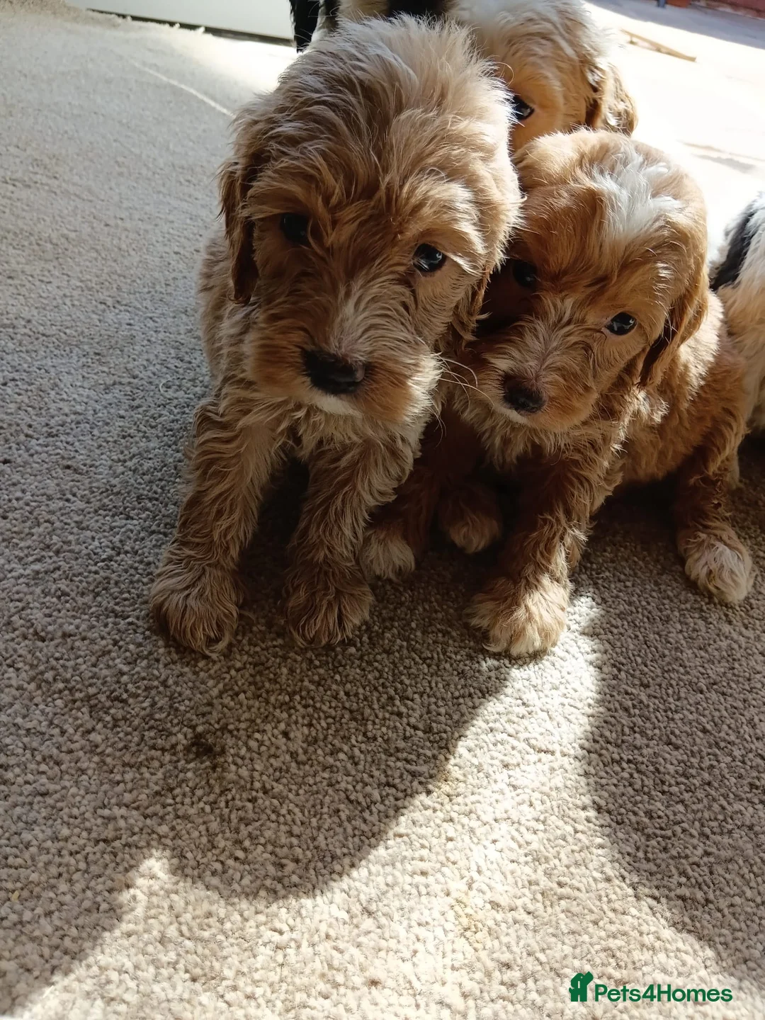 Cockapoo dogs for sale: Cockapoos in Stourport-on-Severn - Advert 2