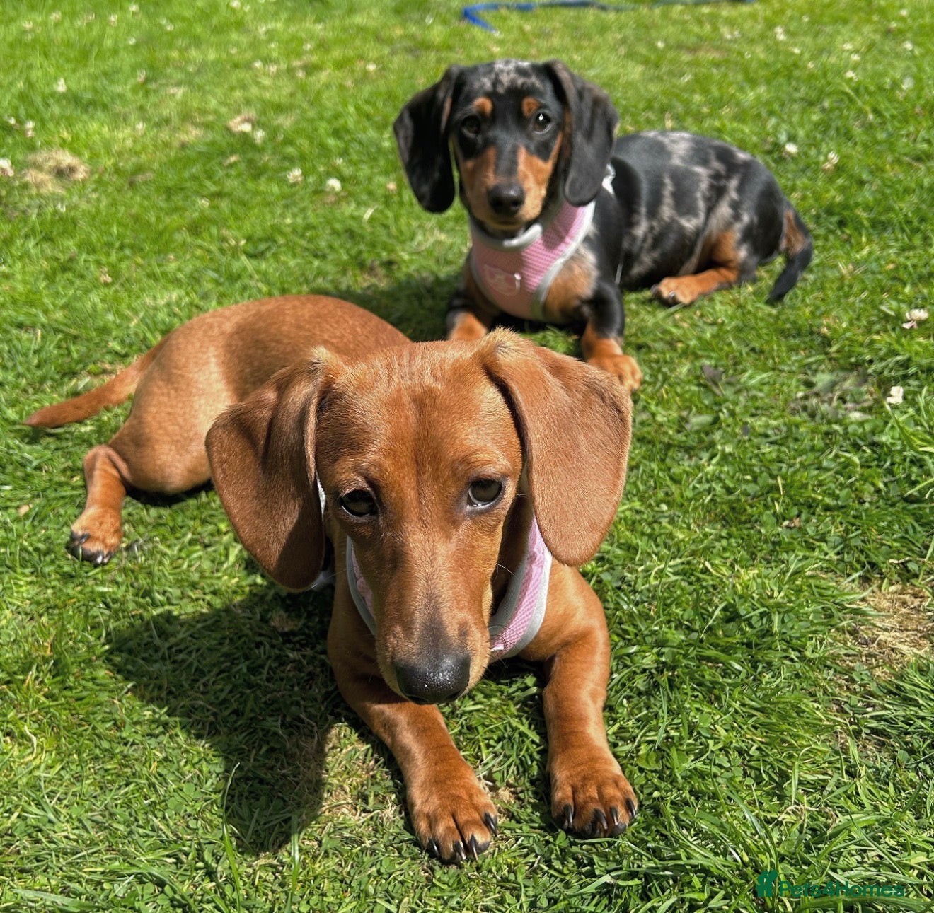 Miniature Dachshund dogs for sale: Miniature dachshunds  - must be rehomed together - Advert 3