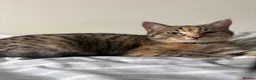 Mixed Breed cats for sale: Binx and Beau  - Advert 12