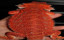Bearded Dragon reptiles for sale: Red monster/Spanish red - Image 4
