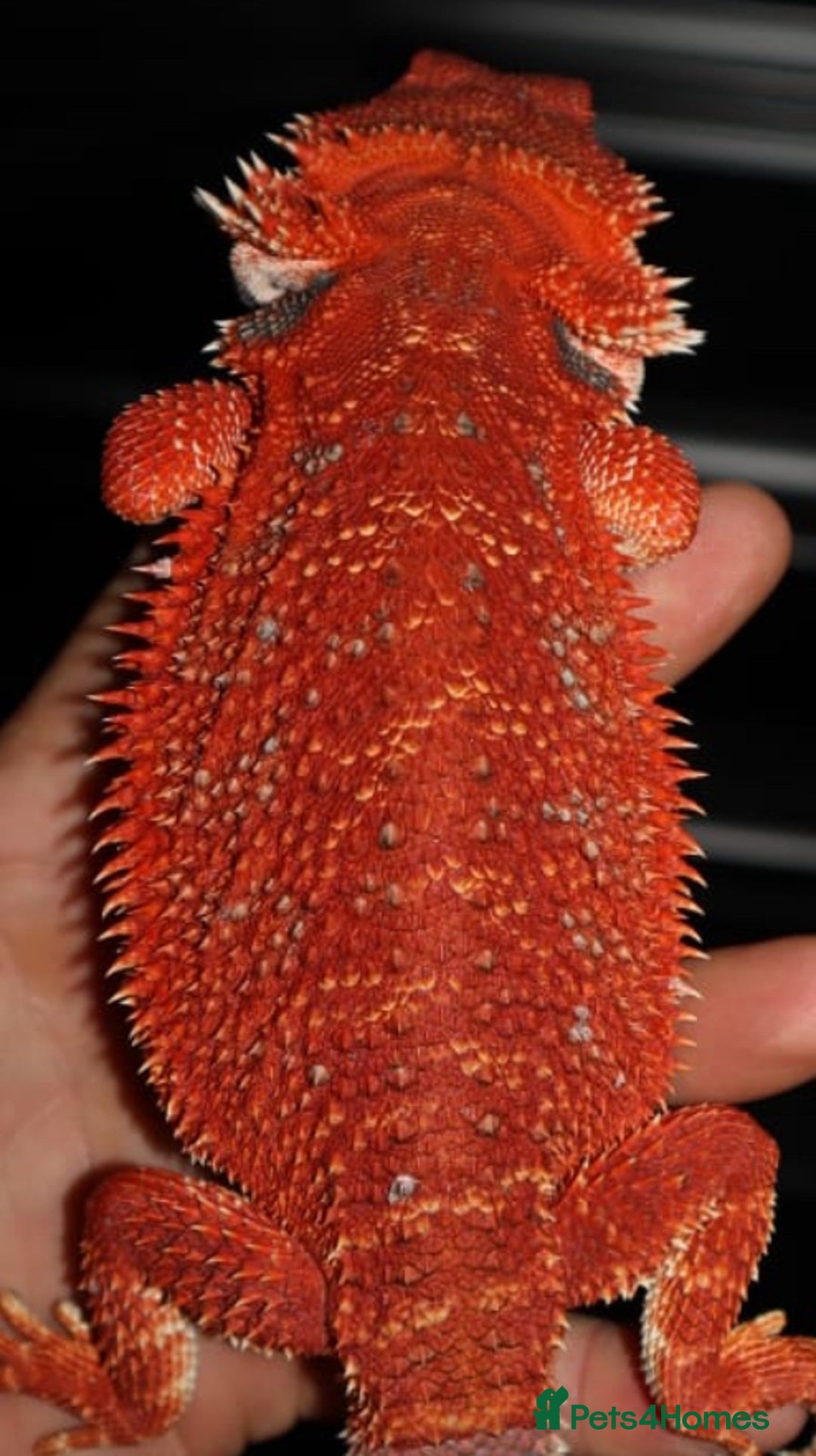Bearded Dragon reptiles for sale: Red monster/Spanish red - Image 4