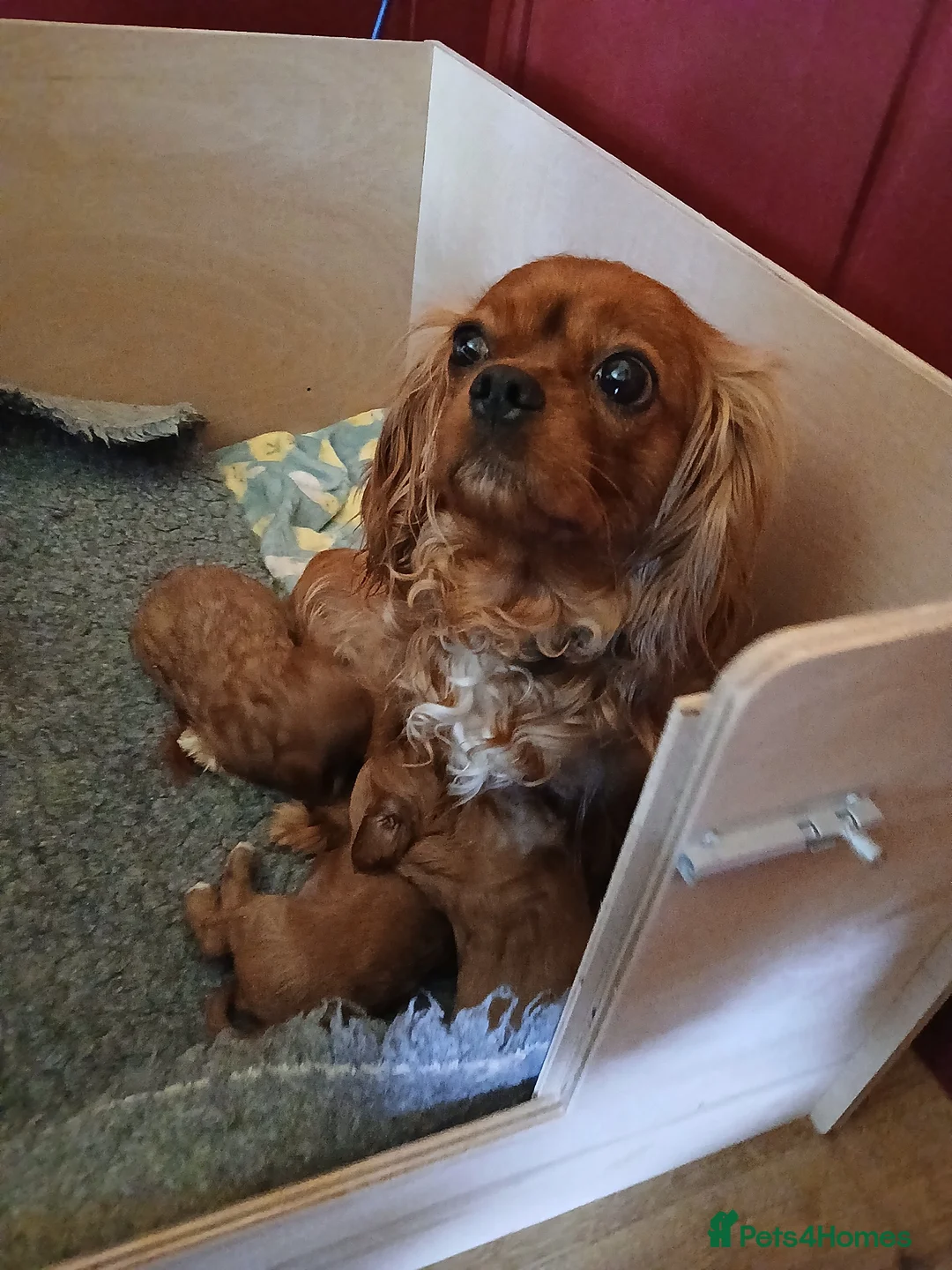 Cavapoo dogs for sale: Cavapoo puppies for sale - Advert 2