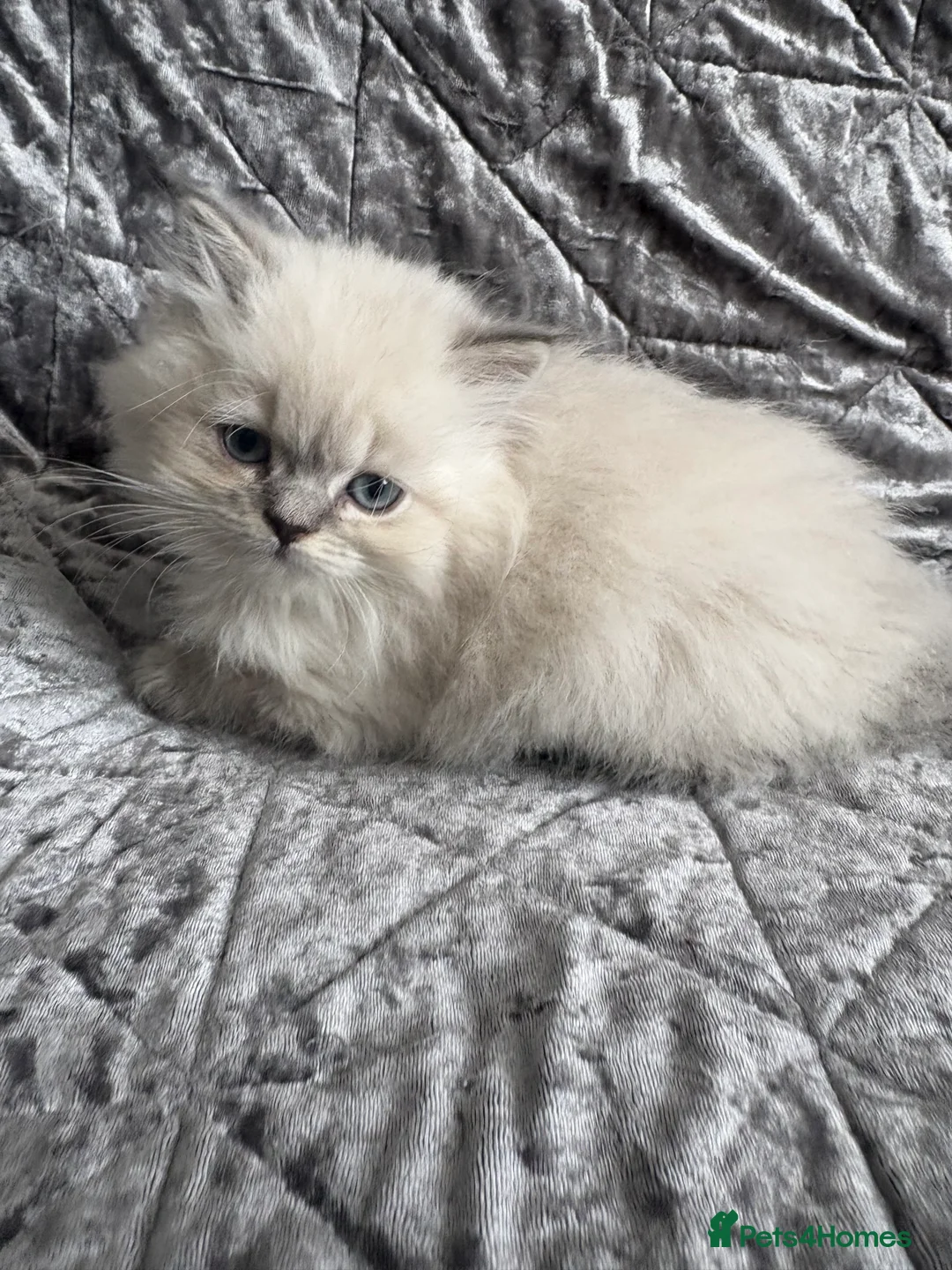 British Shorthair cats for sale: Beautiful rainbow 🌈 litter of bsh kittens  - Advert 33