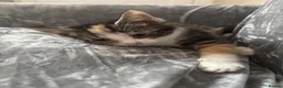 Mixed Breed cats for sale: BENGAL X TABBY FEMALE KITTEN in Walsall - Advert 4