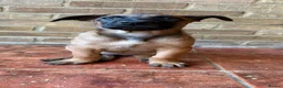 Belgian Shepherd Dog dogs for sale: Belgian Malinois puppies for sale!  - Advert 11