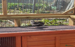 Quail poultry for sale: Coturnix quail for sale - Image 4