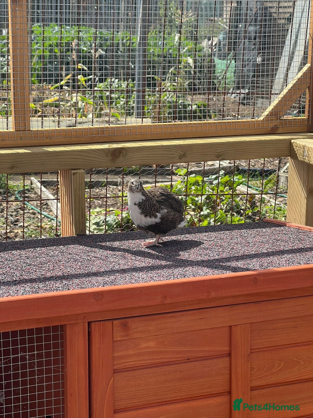 Quail poultry for sale: Coturnix quail for sale - Image 4