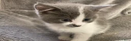 Mixed Breed cats for sale: Beautiful part British blue shorthair kittens  - Advert 3