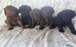 Cockapoo dogs for sale: chocolate&Black Cockapoos - Image 8