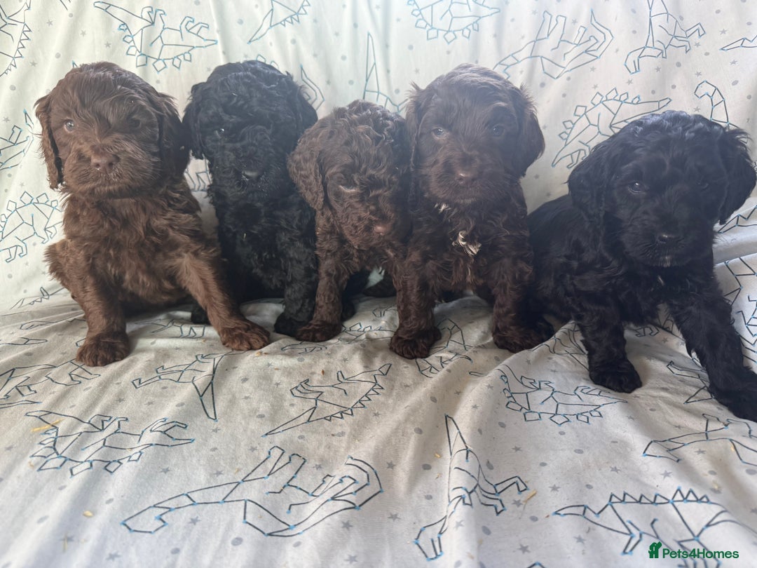Cockapoo dogs for sale: chocolate&Black Cockapoos - Image 8