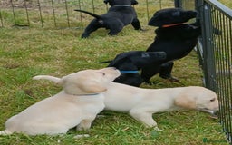Labrador Retriever dogs for sale: Gorgeous Labrador puppies for sale  - Image 11