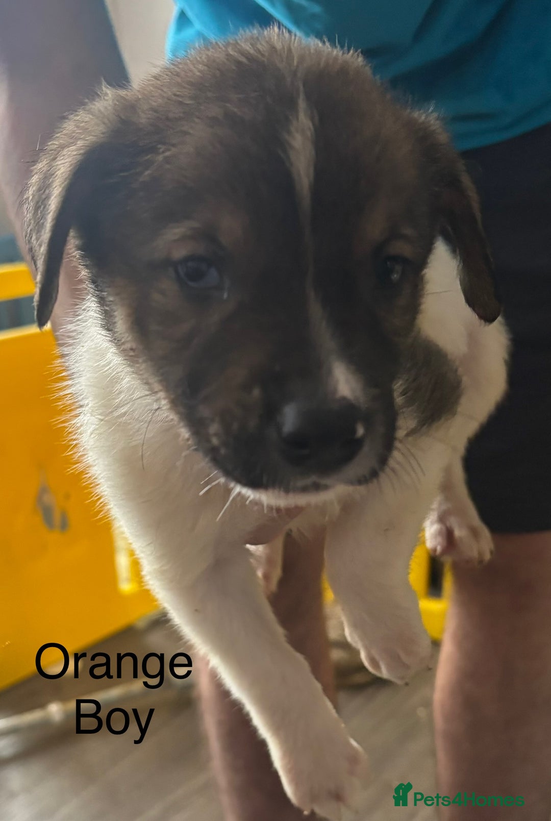 Mixed Breed dogs for sale: Puppies looking for forever homes  - Image 2