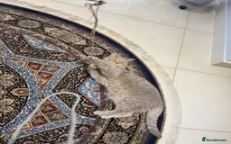 Mixed Breed cats for adoption: ASH - ADORABLE AFFECTIONATE BOY - Image 6