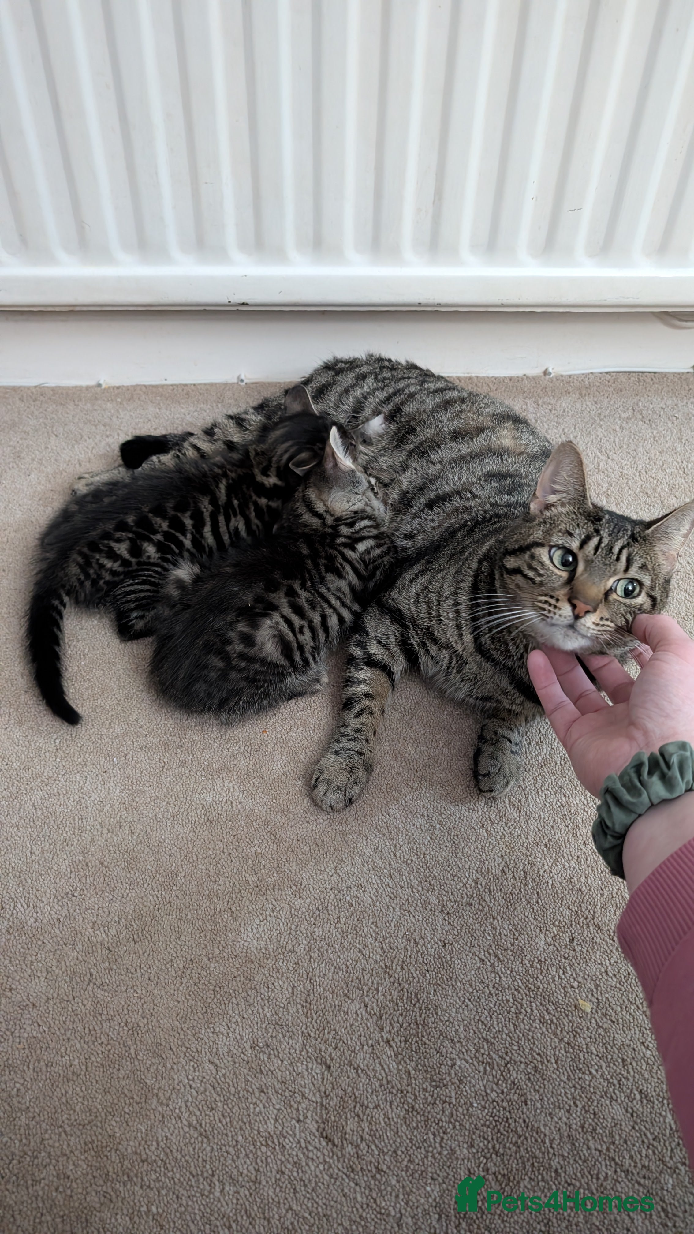 Mixed Breed cats 2 female kittens available  - Advert 1