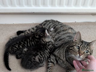Mixed Breed cats 2 female kittens available - Advert 1