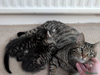 Mixed Breed cats 2 female kittens available - Advert 11