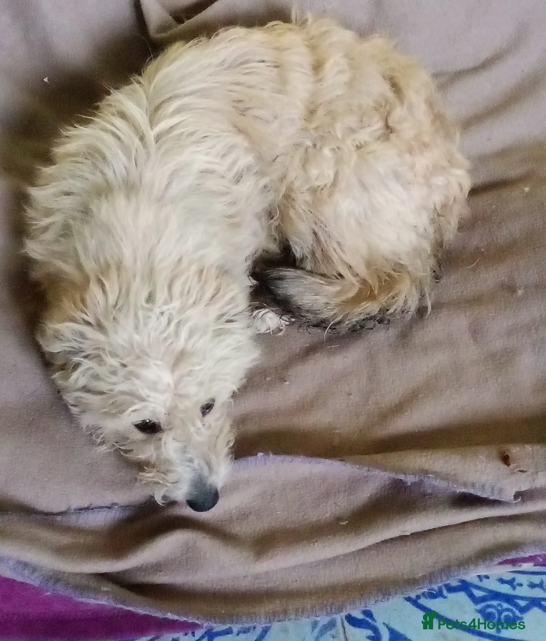 Mixed Breed dogs for adoption: ❄️SNOW-DROP❄️ - a gentle soul with a hopeful heart - Advert 3