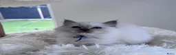 Ragdoll cats for sale: ✨ Beautiful GCCF Registered Ragdoll Kittens ✨ - Advert 40